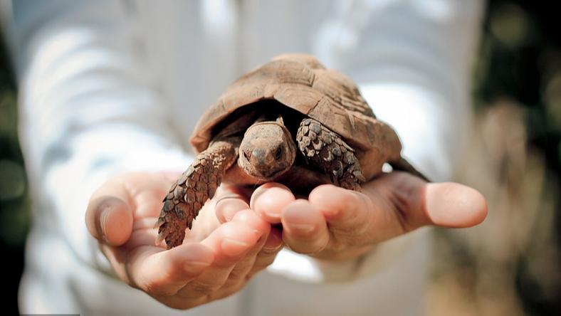乌龟胚胎竟可能“自主”决定自己的性别?